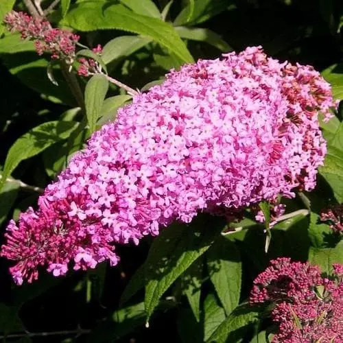 Future Forests Shrubs Buddleja Davidii Pink Delight 3 Future Forests Shrubs Buddleja Davidii Pink Delight