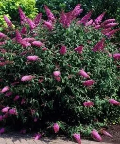 Future Forests Shrubs Buddleja Davidii Pink Delight
