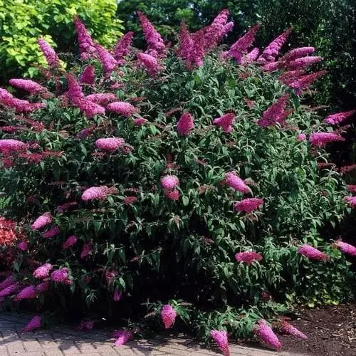 Future Forests Shrubs Buddleja Davidii Pink Delight 4 Future Forests Shrubs Buddleja Davidii Pink Delight