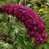 Future Forests Shrubs Buddleja Davidii Royal Red