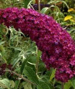 Future Forests Shrubs Buddleja Davidii Royal Red