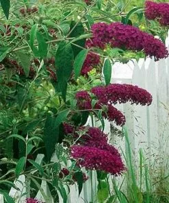 Future Forests Shrubs Buddleja Davidii Royal Red