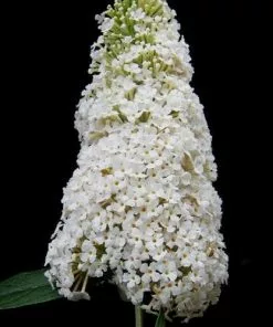 Future Forests Buddleja Davidii White Profusion Shrubs