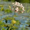 Future Forests Butomus Umbellatus - Flowering Rush More