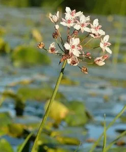 Future Forests Butomus Umbellatus - Flowering Rush More