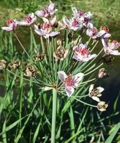 Future Forests Butomus Umbellatus - Flowering Rush More