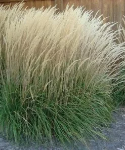 Future Forests Calamagrostis Karl Foerster More