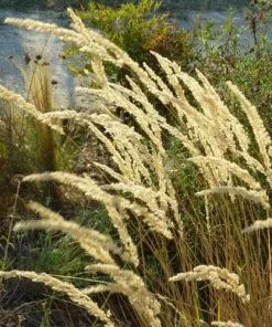Future Forests Calamagrostis Karl Foerster More