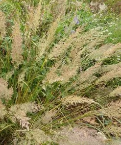 Future Forests More Calamagrostis Brachytricha 9 Future Forests More Calamagrostis Brachytricha