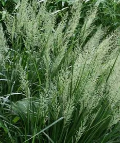 Future Forests More Calamagrostis Brachytricha 10 Future Forests More Calamagrostis Brachytricha