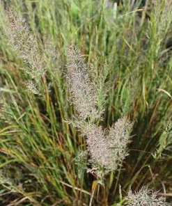 Future Forests More Calamagrostis Brachytricha 11 Future Forests More Calamagrostis Brachytricha