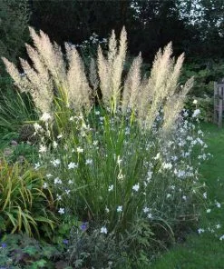 Future Forests More Calamagrostis Brachytricha
