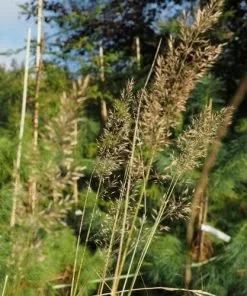 Future Forests More Calamagrostis Brachytricha 8 Future Forests More Calamagrostis Brachytricha