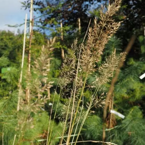 Future Forests More Calamagrostis Brachytricha 4 Future Forests More Calamagrostis Brachytricha