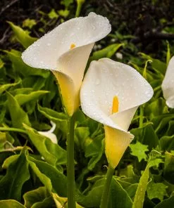 Future Forests More Zantedeschia Aethiopica