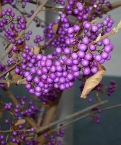 Future Forests Shrubs Callicarpa Bodinieri Profusion