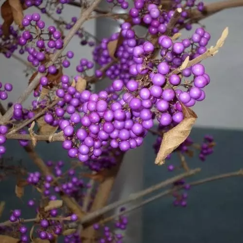 Future Forests Shrubs Callicarpa Bodinieri Profusion 4 Future Forests Shrubs Callicarpa Bodinieri Profusion