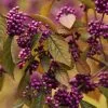 Future Forests Shrubs Callicarpa Bodinieri Profusion