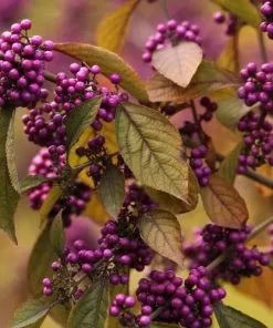 Future Forests Shrubs Callicarpa Bodinieri Profusion