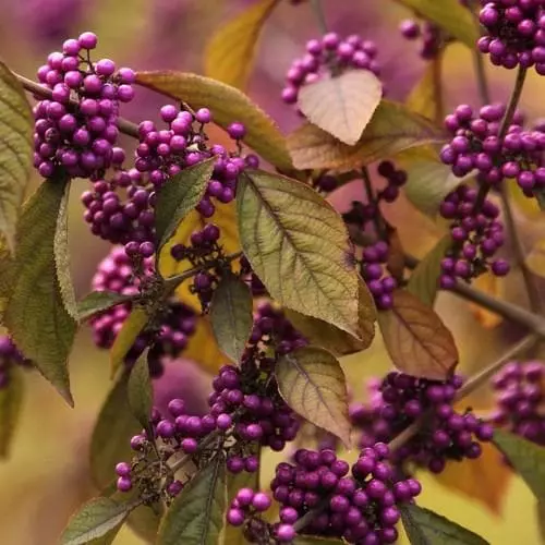 Future Forests Shrubs Callicarpa Bodinieri Profusion 3 Future Forests Shrubs Callicarpa Bodinieri Profusion