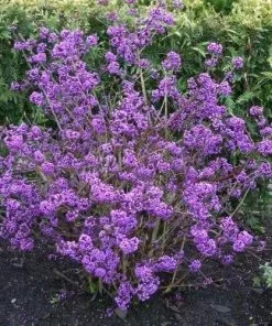 Future Forests Shrubs Callicarpa Bodinieri Profusion 7 Future Forests Shrubs Callicarpa Bodinieri Profusion