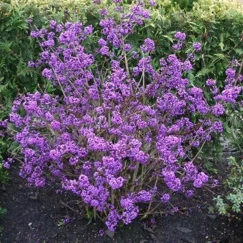 Future Forests Shrubs Callicarpa Bodinieri Profusion 5 Future Forests Shrubs Callicarpa Bodinieri Profusion
