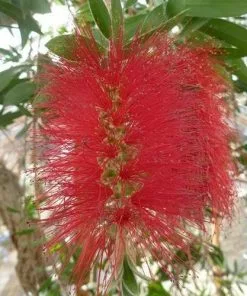 Future Forests Callistemon Citrinus Splendens