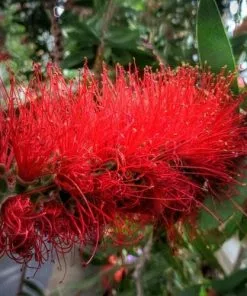 Future Forests Callistemon Citrinus Splendens