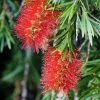Future Forests Callistemon Citrinus Splendens 1 Future Forests Callistemon Citrinus Splendens