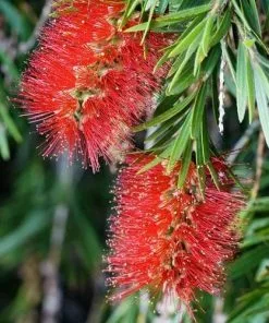 Future Forests Callistemon Citrinus Splendens