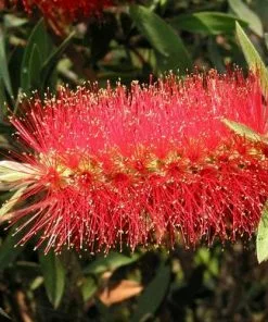 Future Forests Callistemon Citrinus Splendens