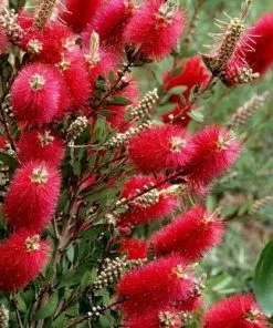 Future Forests Callistemon Citrinus Splendens