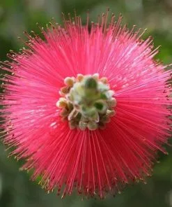 Future Forests Callistemon Citrinus Splendens
