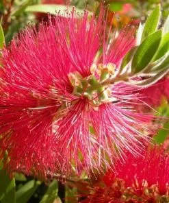 Future Forests Callistemon Citrinus Splendens