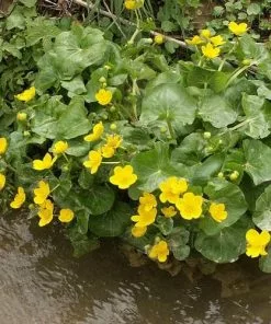 Future Forests Caltha Palustris - Marsh Marigold