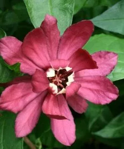 Future Forests Shrubs Calycanthus X Raulstonii Hartlage Wine