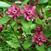 Future Forests Shrubs Calycanthus X Raulstonii Hartlage Wine