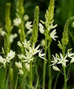Future Forests Camassia Leichtlinii Alba Bulbs