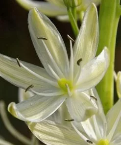 Future Forests Camassia Leichtlinii Alba Bulbs