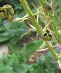 Future Forests Camassia Leichtlinii Alba Bulbs