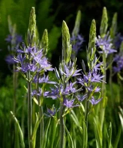 Future Forests Camassia Leichtinii Caerulea Bulbs