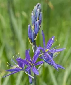 Future Forests Camassia Leichtinii Caerulea Bulbs