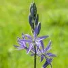 Future Forests Camassia Leichtinii Caerulea Bulbs