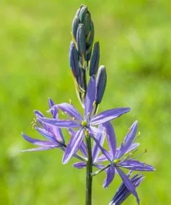 Future Forests Camassia Leichtinii Caerulea Bulbs
