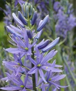 Future Forests Camassia Leichtinii Caerulea Bulbs