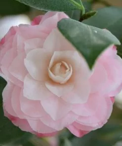 Future Forests Shrubs Camelia Japonica Nuccio's Pearl 8 Future Forests Shrubs Camelia Japonica Nuccio's Pearl