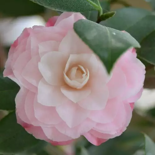 Future Forests Shrubs Camelia Japonica Nuccio's Pearl 5 Future Forests Shrubs Camelia Japonica Nuccio's Pearl