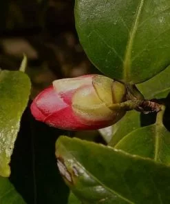 Future Forests Shrubs Camellia Japonica Adolphe Audusson