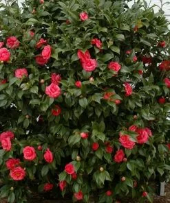 Future Forests Shrubs Camellia Japonica Adolphe Audusson