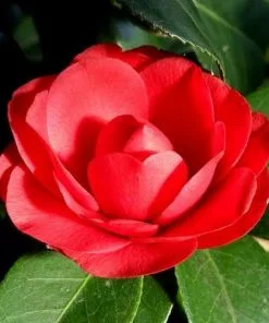 Future Forests Camellia Black Lace